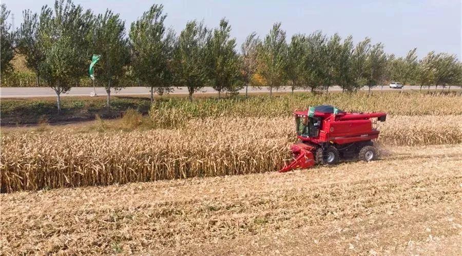 玉米收获机械化水平如何快速提高农机农艺结合是关键