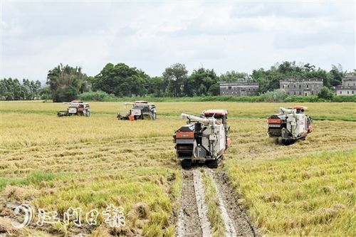 开平:水稻进入全面收割期 农业机械化让农民增产增收